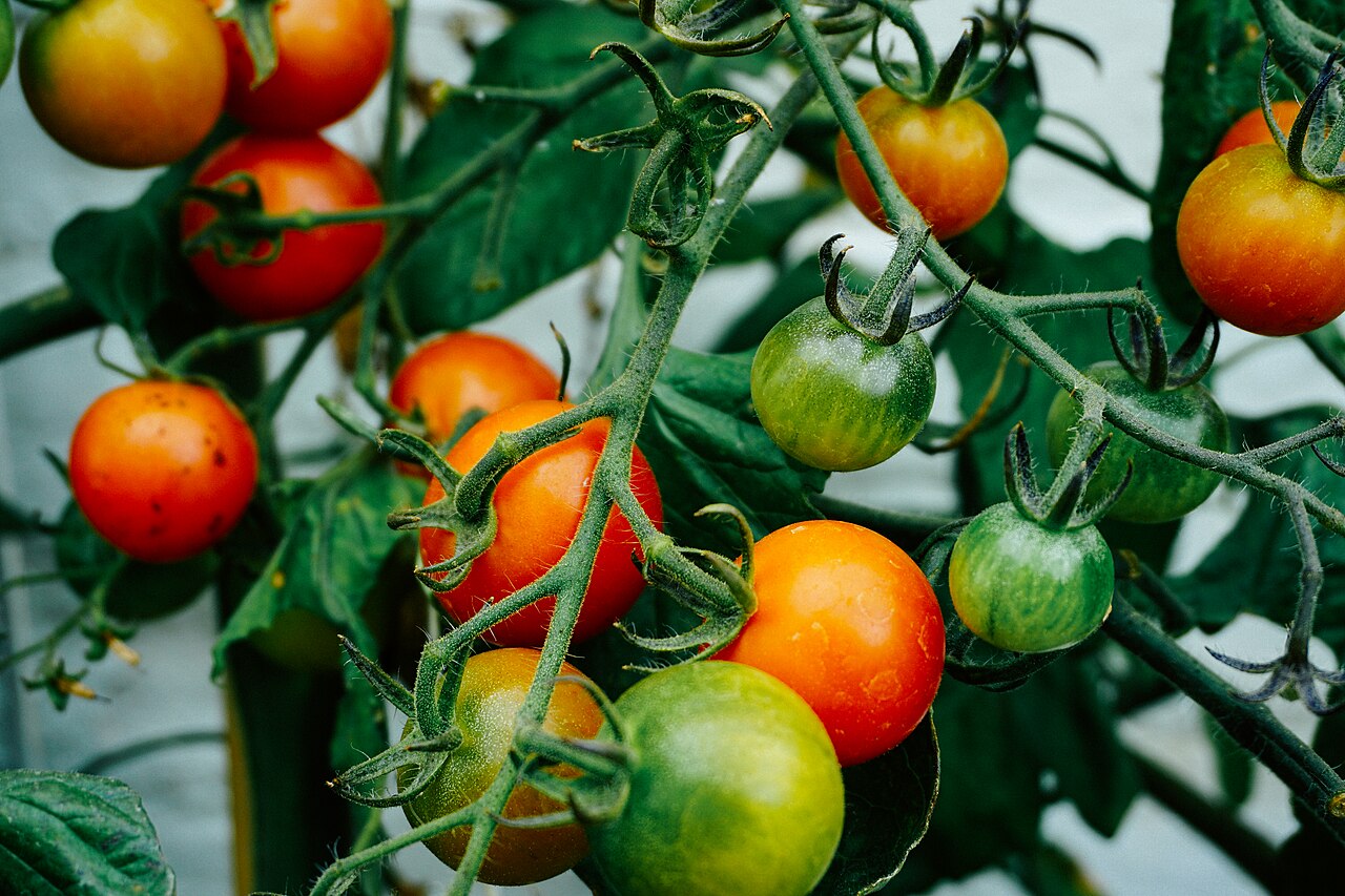 Dalında olgunlaşan taze domatesler
